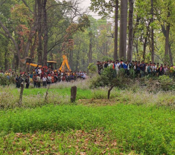 कैलालीमा बंगुर खाएर भागेको चितुवालाई स्थानीयले पासो थापेर मारे